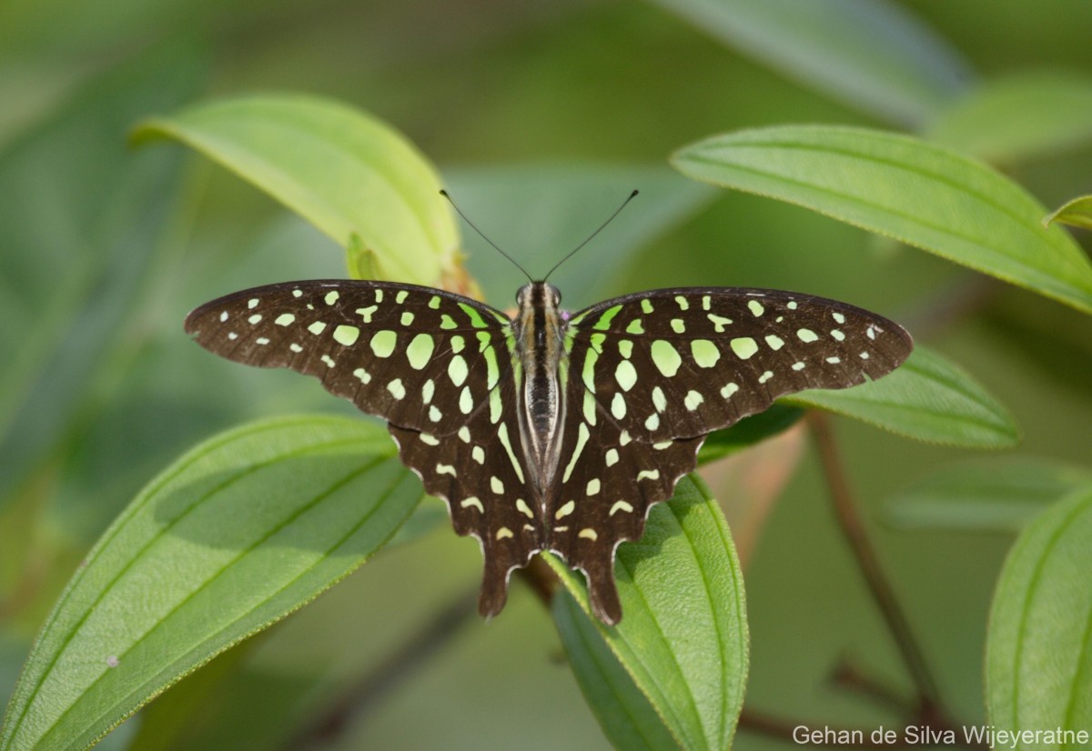 Graphium agamemnon Linnaeus, 1758